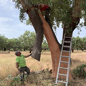 removal of bark from tree